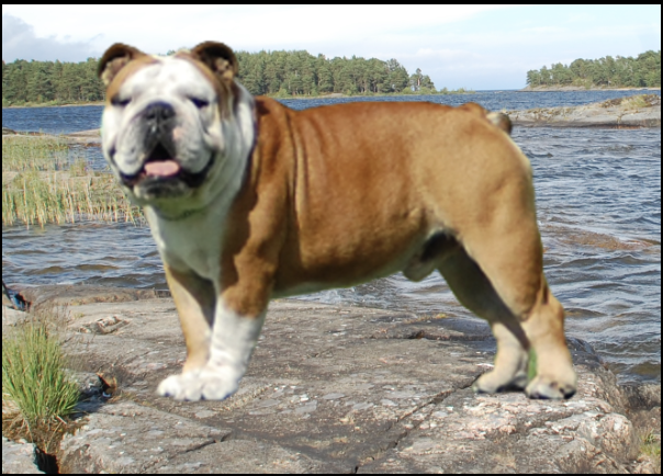 Legrand Sveas Bull Frej