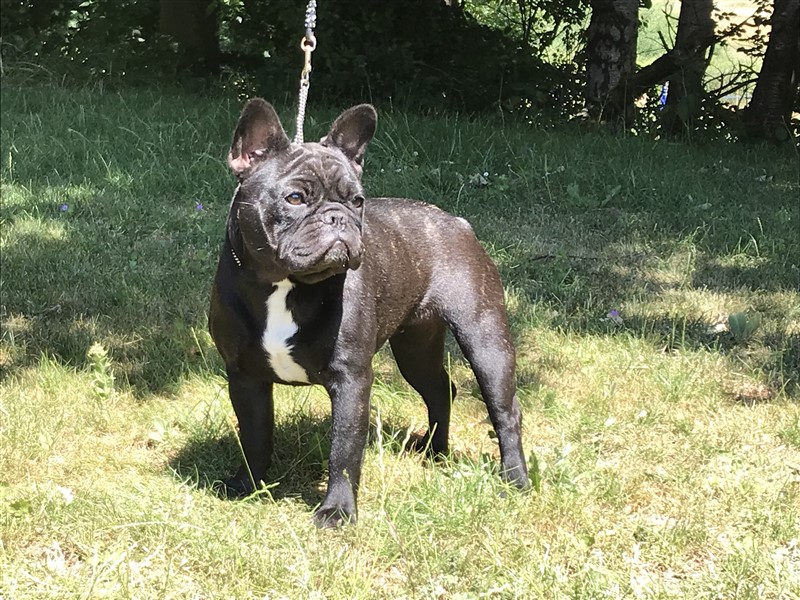 Thorndahl Dogs Madame