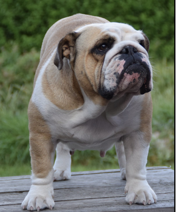 Legrand Sveas Bull Nanna