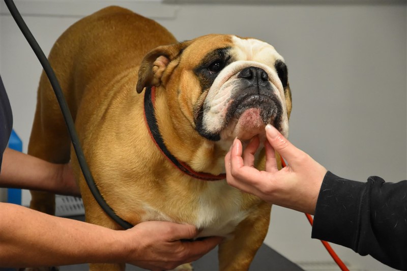 Engelsk Bulldog til BOAS test ved Dyrlæge Nina Diers
