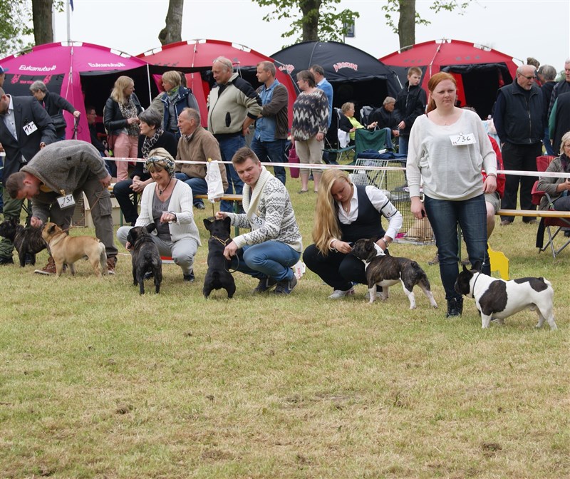 svindler mørke stamtavle Sådan foregår en udstilling - www.bulldogklubben.dk