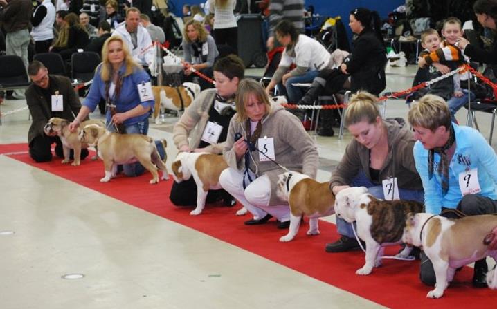 klient hestekræfter spids Udstilling - www.bulldogklubben.dk