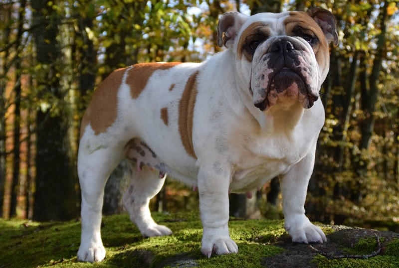 Legrand Sveas Bull Gefion