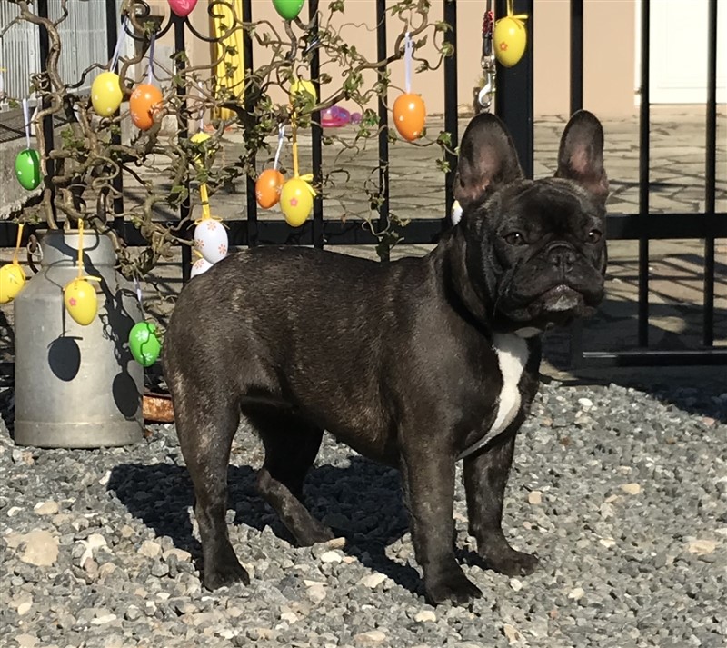 Thorndahl Dogs Passiflore