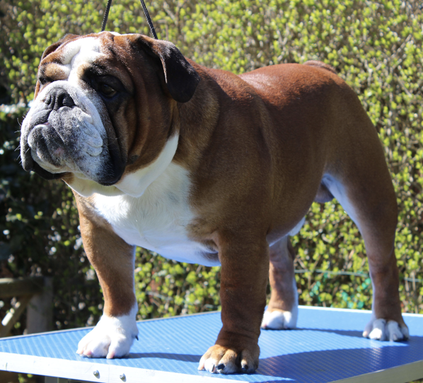 Valby Bulldogs Frank Big Al Sinatra
