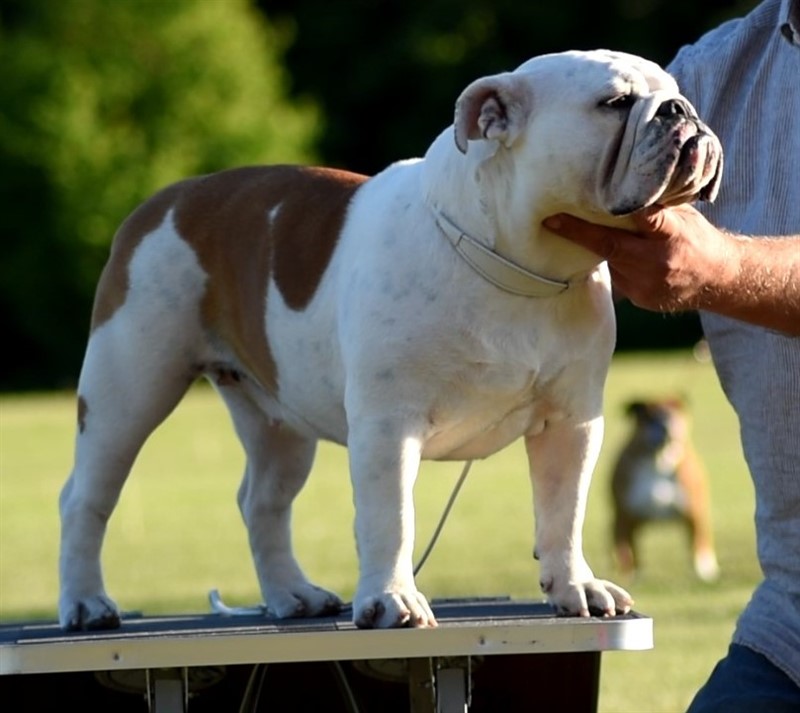 Valby Bulldogs No Name Requested Only Joy